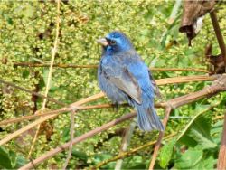 Blue Bunting